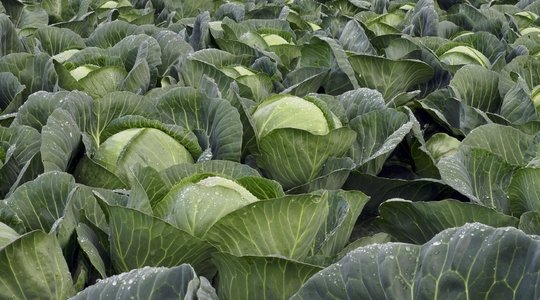 How to Grow Cabbage from Seed to Harvest