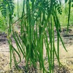 How To Grow Moringa (Drumsticks) from Seed to Harvest