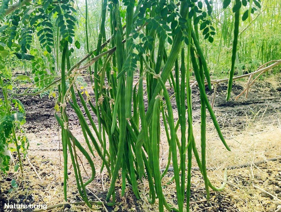 How To Grow Moringa (Drumsticks) from Seed to Harvest