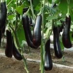 How to Grow Eggplant (Brinjal) from Seed to Harvest