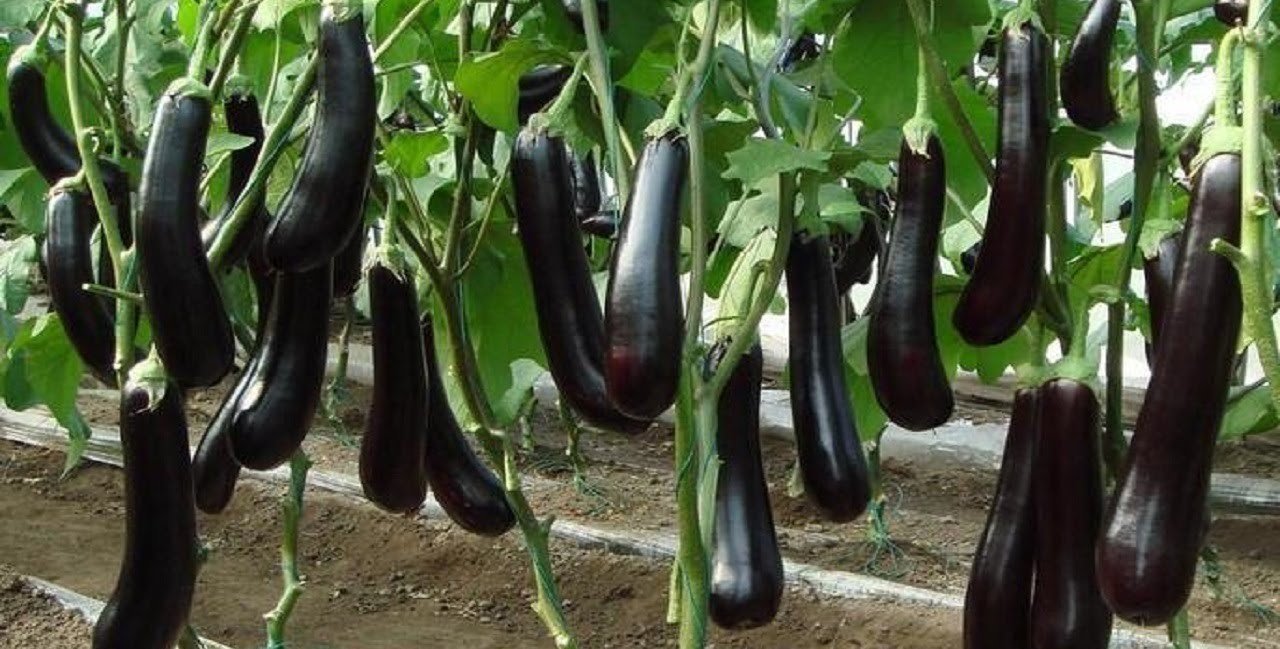 How to Grow Eggplant (Brinjal) from Seed to Harvest