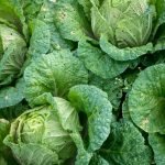 How to Grow Cabbage from Seed to Harvest
