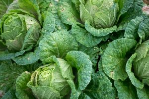 How to Grow Cabbage from Seed to Harvest