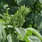How to Grow Amaranthus from Seed to Harvest