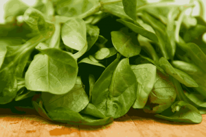 How to Grow Spinach from Seed to Harvest