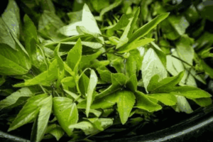 How to grow Sorrel leaves from seed to harvest