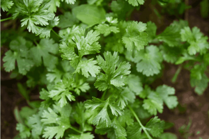 How to grow Coriander from seed to harvest