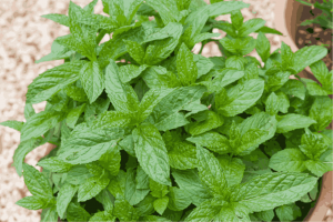 How to Grow Mint from Seed to Harvest