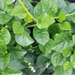 How to Grow Malabar Spinach from Seed to Harvest