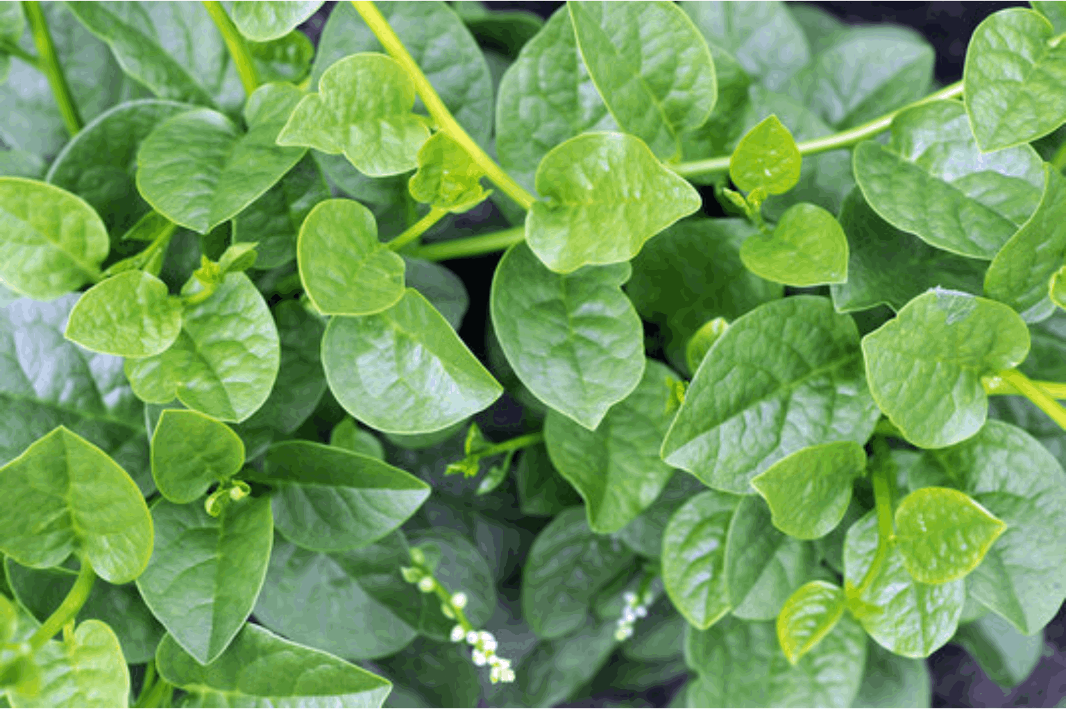 How to Grow Malabar Spinach from Seed to Harvest