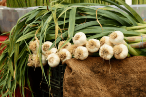 How to Grow Garlic from Seed to Harvest 