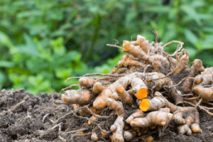 How to Grow Turmeric from Seed to Harvest
