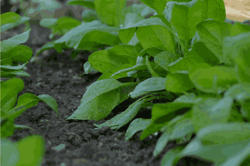 How to Grow Spinach from Seed to Harvest