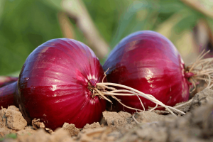 How to Grow Onion from Seed to Harvest