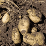 How to Grow Potato from Seed to Harvest
