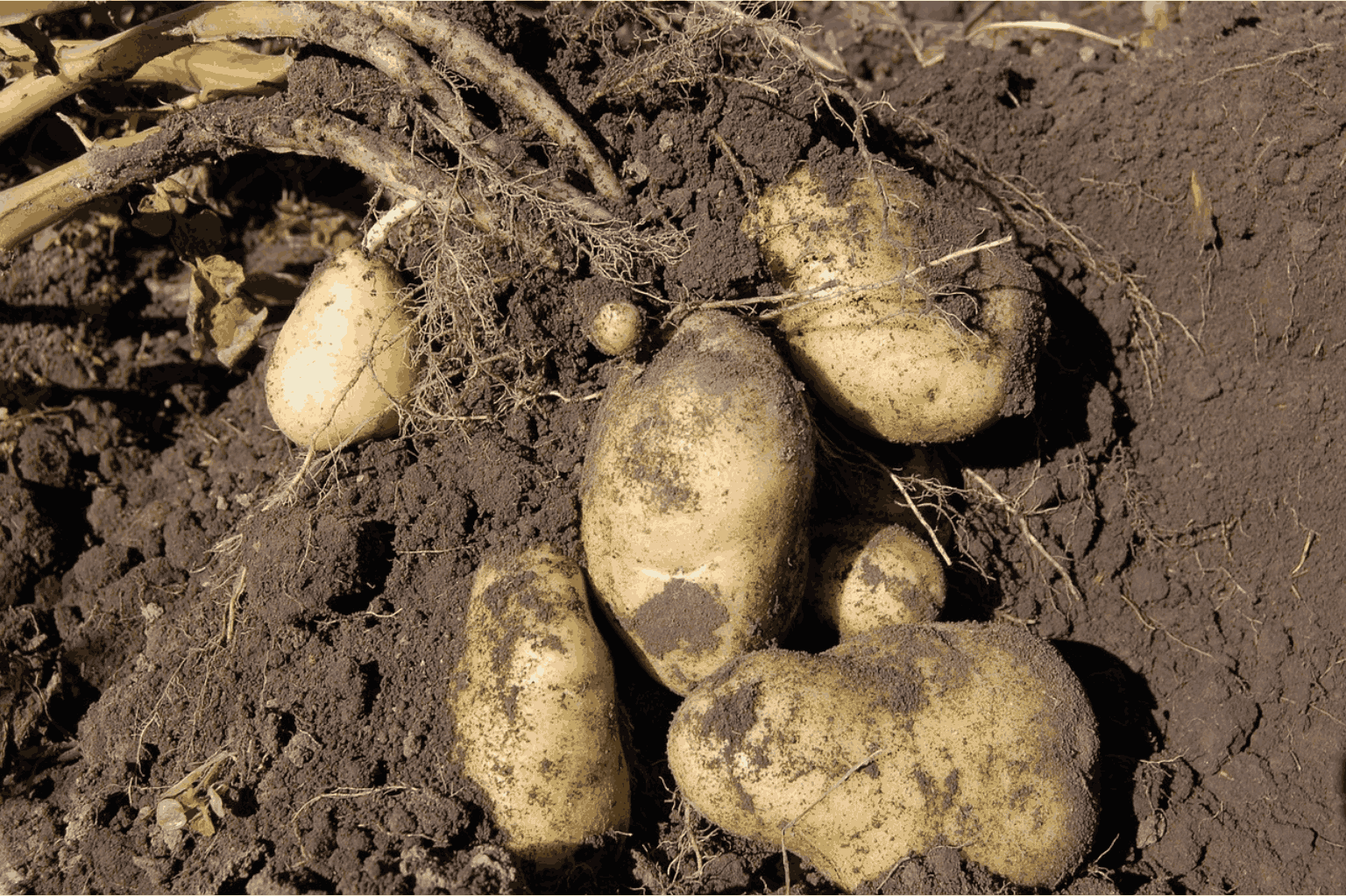 How to Grow Potato from Seed to Harvest