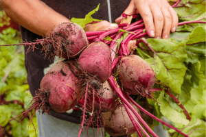 How to Grow Beetroot from Seed to Harvest