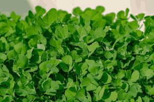 How to Grow Fenugreek from Seed to Harvest