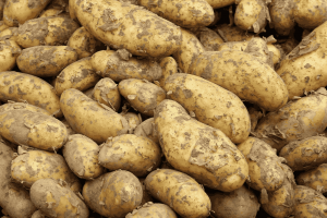 How to Grow Potato from Seed to Harvest 