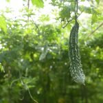 How to grow bitter gourd from seed to harvest