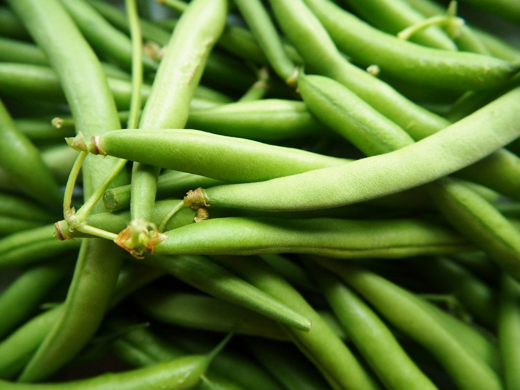 How to Grow French Beans from Seed to Harvest