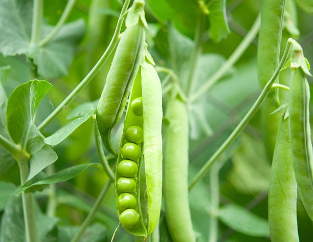 How to grow peas from seed to harvest
