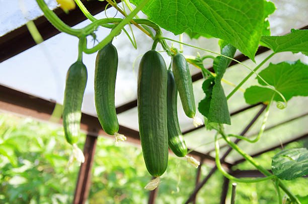 How to Grow Cucumber from Seed to Harvest