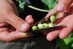 How to Grow Peas from Seed to Harvest 