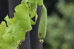 How to grow ridge gourd from seed to harvest