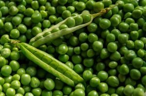 How to Grow Peas from Seed to Harvest 