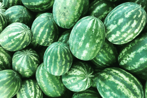 How to Grow Watermelon and Muskmelon from Seed to Harvest