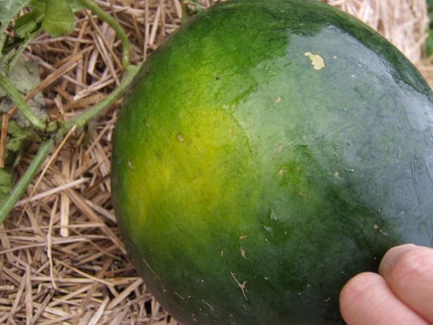 Know Watermelon ripe