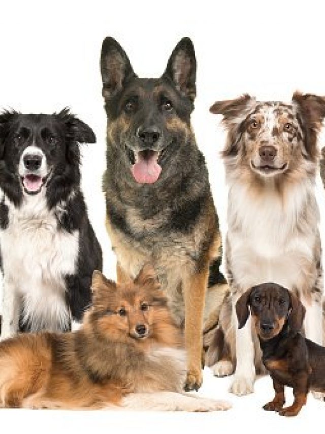 Dog Breeds