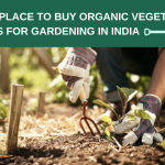 Best place to buy organic vegetable seeds for gardening in India